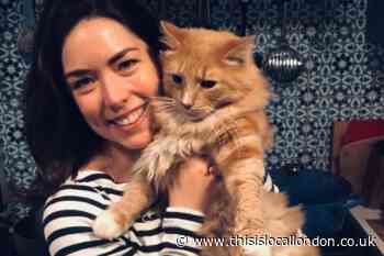 Streatham woman's petition after cat was hit by car and abandoned on road
