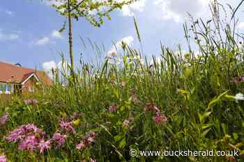 It's been No Mow May at Buckingham housing development - Bucks Herald