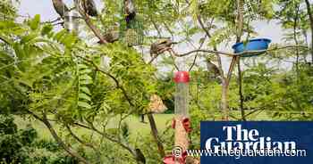 Watch the birdie: framing our feathered friends – in pictures