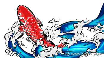 The Carp that Could: Japanese Proverbs About Success - Nippon.com