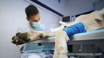 Cases of rare, deadly flesh-eating disease spike in Nanaimo & Oceanside dogs - Nanaimo News NOW