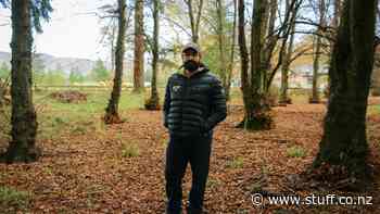 Fairlie firs will be felled, Mackenzie District Council says - Stuff