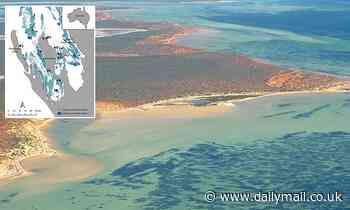 World's largest plant is an Australian seagrass meadow that stretches more than 100 miles