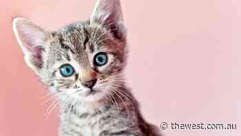 Geraldton woman charged with animal cruelty over abandoning kitten without food or water - The West Australian
