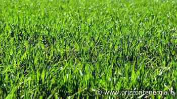 Concimare il prato a giugno, il segreto per combattere funghi ed erbacce - Orizzontenergia