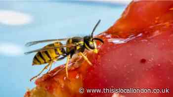 Brits urged not to kill flies, wasps and bees this summer amid declining UK population