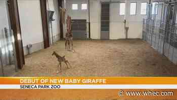 Baby giraffe named Olmy, short for Frederick Law Olmstead