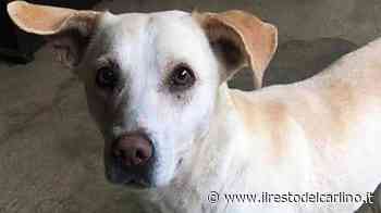 Attenti, per Fido l’asfalto è bollente Meglio passeggiare sul prato - il Resto del Carlino