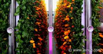 The Trendy, Spendy Future of Tech-Enabled Indoor Farming