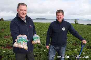 Unique Comber Earlies arriving on NI's shelves ahead of schedule - Farming Life
