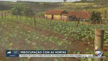 Produtor de verduras em Cajuru, SP, passa a noite em vigília na lavoura contra geada - Globo.com