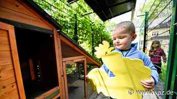 Fische und Hühnerhaltung: So lernen Kita-Kinder in Essen - WAZ News