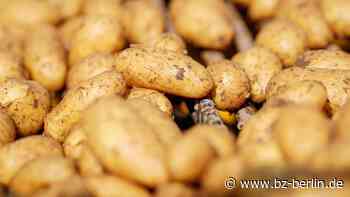 Warum man die Schale von Frühkartoffeln nicht essen sollte - B.Z. – Die Stimme Berlins