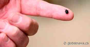 Experts expect bad year for ticks as disease carrying bugs expand range in Canada