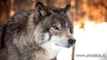 Il lupo è tornato a popolare l'Italia, il monitoraggio dell'Ispra - eHabitat