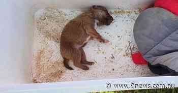 Puppy nearly dies after being left in esky during Sydney polar blast - 9News