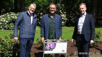 Neues aus der Region Barmstedt: Kita-Debatte ++ königlicher Rhododendron ++ Vorentscheidung zu Hallengebühr - shz.de