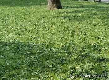 La grandine killer di martedì notte, tra San Polo e Oderzo ha fatto strage di uccelli – Giornale Nord Est - giornalenordest