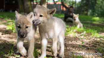 Wolfswelpen hautnah erleben: Zwei süße Babys im Wolfspark Merzig eingezogen - Merkur.de