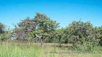 Hausäcker Oberlengenhardt: Die Nachfrage nach Bauplätzen ist groß