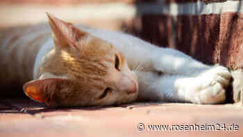 Kater bei Soyen angeschossen – Projektil steckt noch im Auge