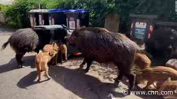 Wild boars wreak havoc as some call for them to be killed