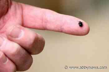 Experts expect bad year for ticks as disease-carrying bugs expand range in Canada