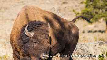 USA: Tragödie in Nationalpark – Bison tötet 25-Jährige