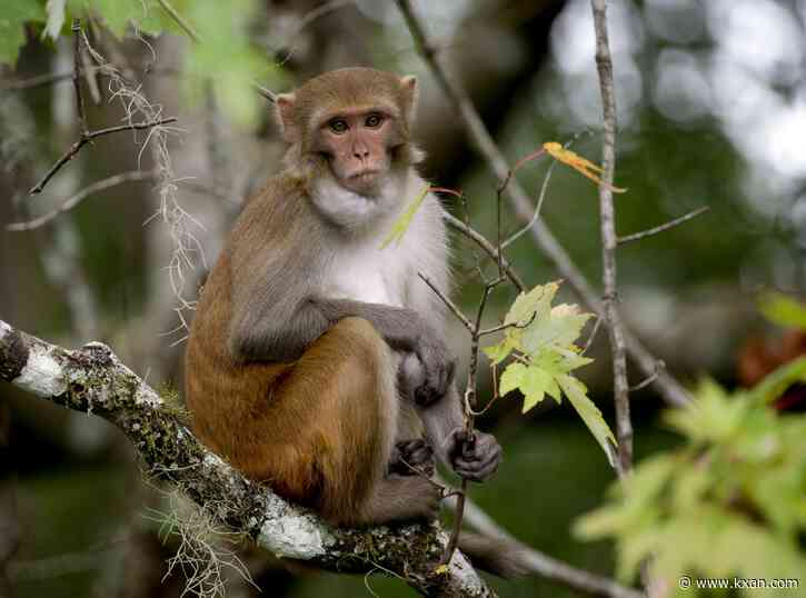 Federal report: Monkey died at UT research center after surgery