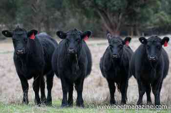$1.1b beef and bison processing facility planned for South Dakota