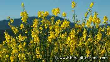 Frontignan : balade gourmande, garrigue et papilles - Hérault Tribune