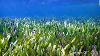 World's largest plant discovered in Australia