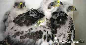 'Roofvogelhaters' leggen boom met nest jonge haviken om in Friesland: 'Gewoon dom' - Telegraaf.nl