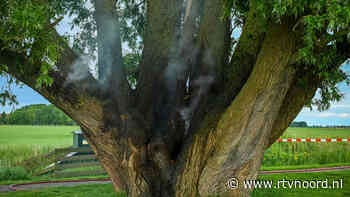 Ultieme reddingspoging moet in brand gestoken iconische boom redden van de ondergang - RTV Noord