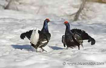 La chasse au plus gros oiseau terrestre sauvage d'Europe interdite en France pour 5 ans (au moins)