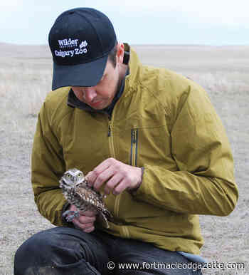 Twenty endangered burrowing owls returned to wild | Fort Macleod GazetteFort Macleod Gazette - Macleod Gazette Online