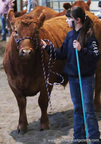 Willow Creek 4-H District to host show and sale - Macleod Gazette Online