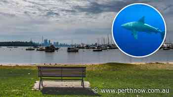 Swan River: Bull shark ‘deliberately barges diver’ at Matilda Bay near Royal Perth Yacht Club - PerthNow