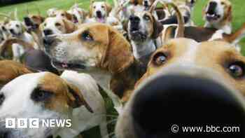 Lake District National Park suspends trail hunting indefinitely - BBC