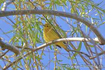 Beautiful birds of the lower Columbia Basin - Trail Times