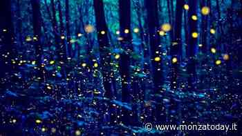 Alla scoperta delle lucciole nel Parco di Monza - MonzaToday