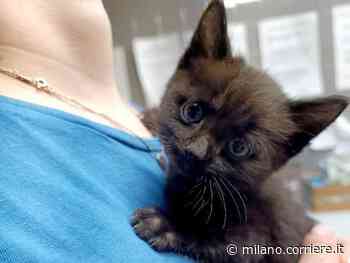 Monza, il gattino Liu salvato dal video su Youtube e da due ragazzine che hanno avvisato la protezione animali - Corriere Milano