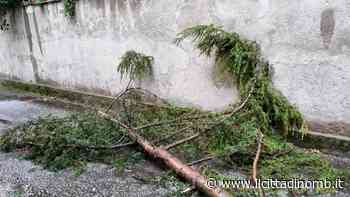 Maltempo, più di trenta interventi dei vigili del fuoco di Monza per il vento forte - Il Cittadino di Monza e Brianza