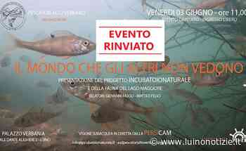 Luino, i Pescatori Alto Verbano e La Pinta presentano il progetto “Incubatoio naturale” - Luino Notizie