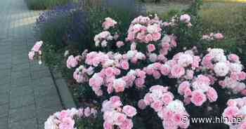 Kanegem wandelt bloemenseizoen in | Tielt | hln.be - Het Laatste Nieuws