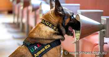 Dogs better than RATs at detecting COVID-19, study finds - 9News