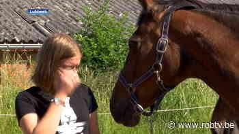 Paard uitgebroken in Lubbeek: Eigenaar tijd lang zoek - ROB-tv