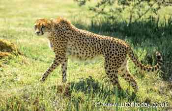 Whipsnade Zoo welcomes new trio of cheetahs - Luton Today