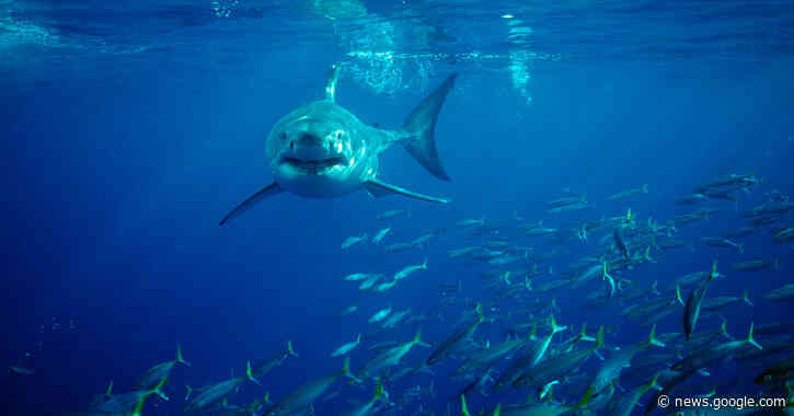 Megalodon Extinction May Have Been Driven by Hungry Great White Sharks - The New York Times