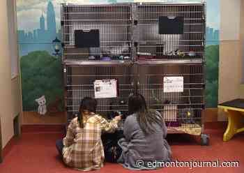 'Busy' Edmonton Humane Society offers half-price adoptions until Sunday